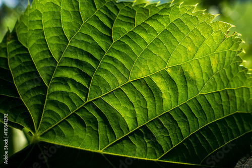 Fototapeta Naklejka Na Ścianę i Meble -  Nervature di una foglia verde  di geranio in controluce