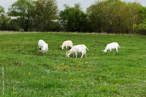 Goats are grazed in a meadow © pavelrock95