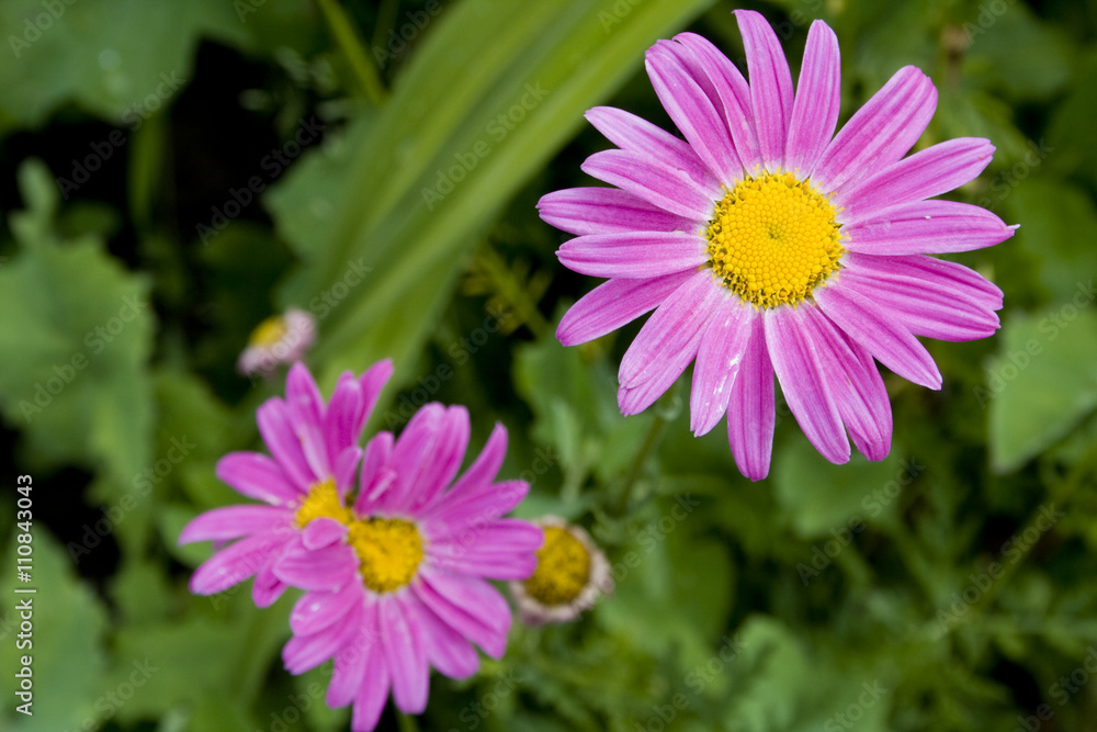 Obraz premium Violet daisy