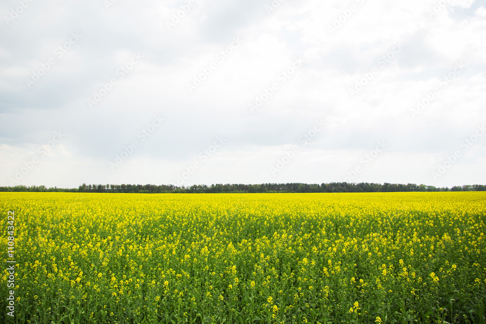 yellow flower in a field landscape