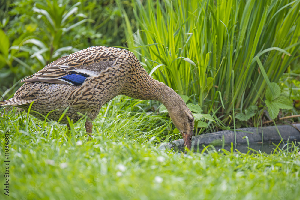Fototapeta premium indian runner duck in garden - female