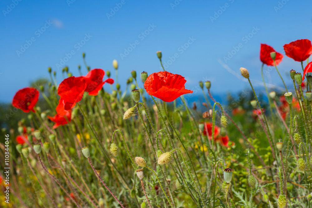 Obraz premium Poppy flowers near the sea