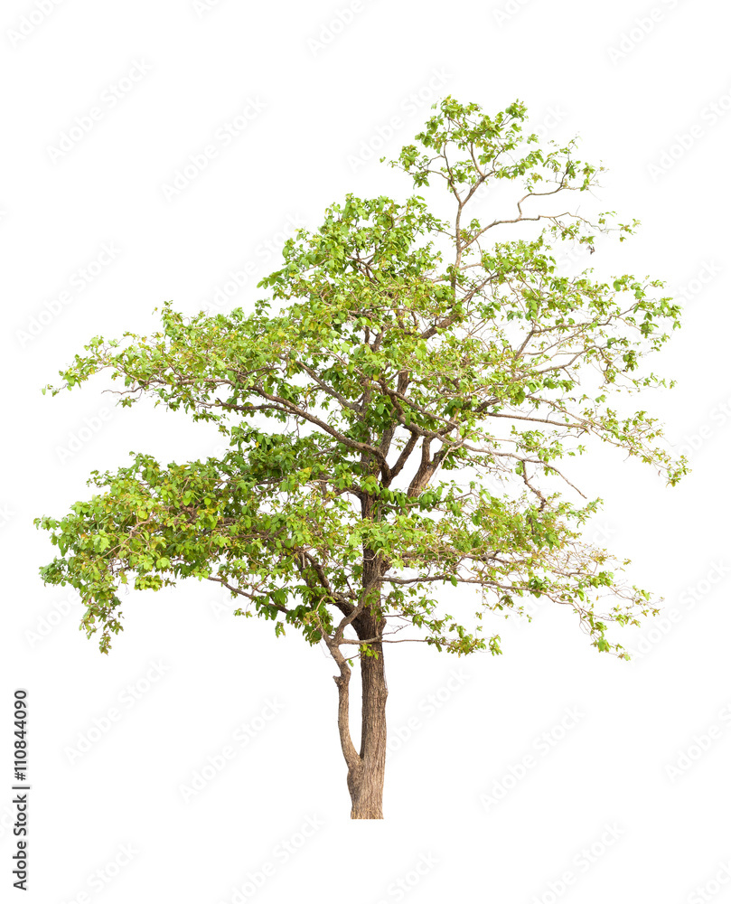 Tree isolated on white background