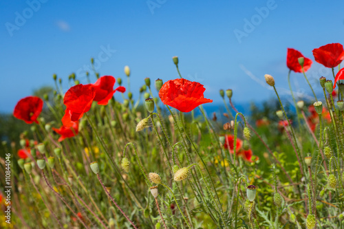 Poppy flowers near the sea