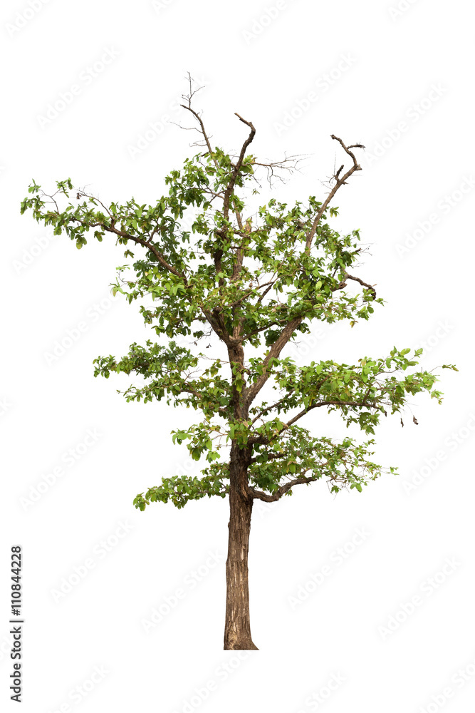 Obraz premium Tree isolated on white background