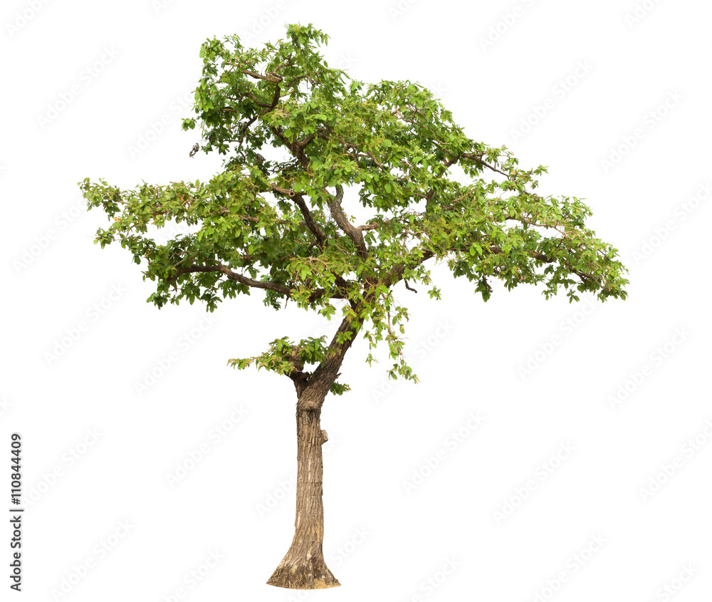 Tree isolated on white background Tree isolated on white background