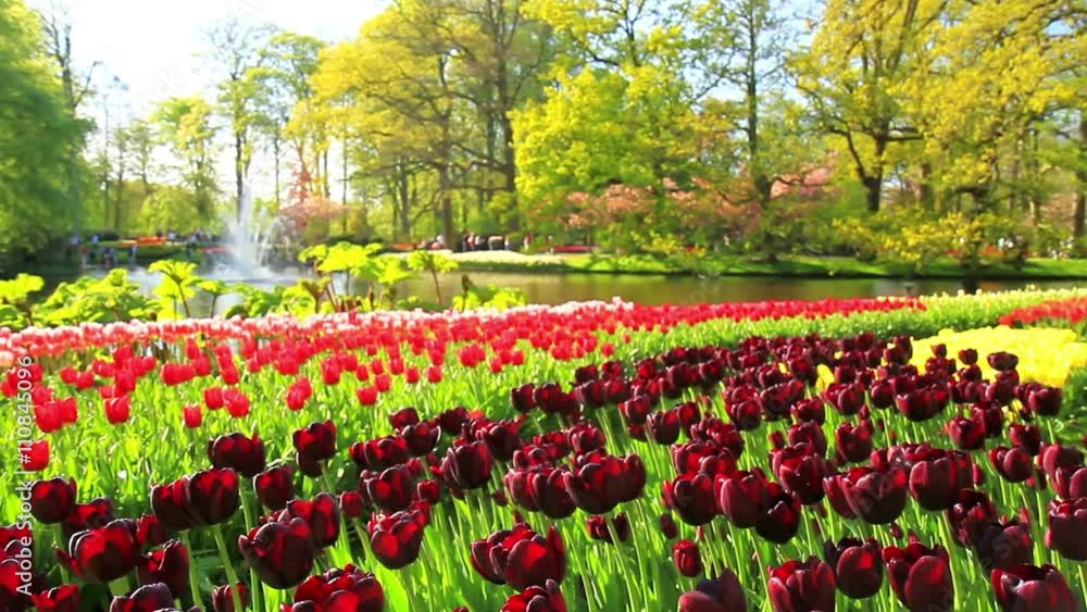 Flowers in the park Keukenhof, the world's largest flower garden, situated near Lisse, the Netherlands. Flowers in the park Keukenhof, the world's largest flower garden, situated near Lisse, the Netherlands.
