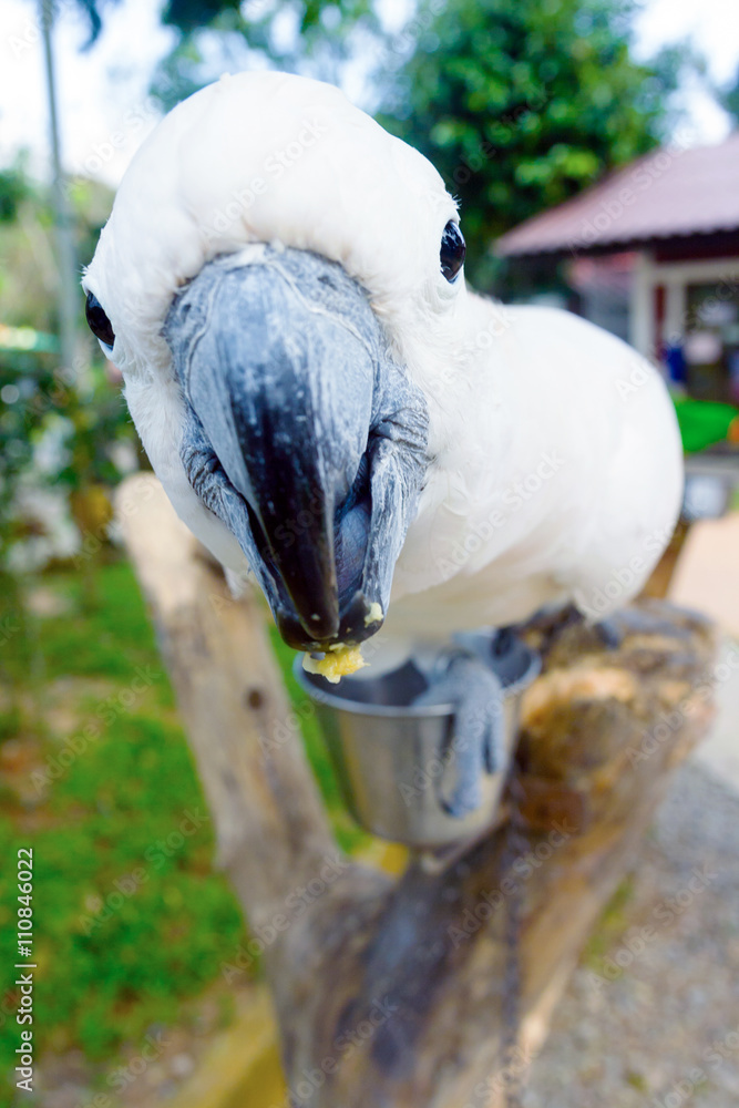 Big macaw looking in camera. Giant bird. Parrot closeup portrait Stock  Photo | Adobe Stock