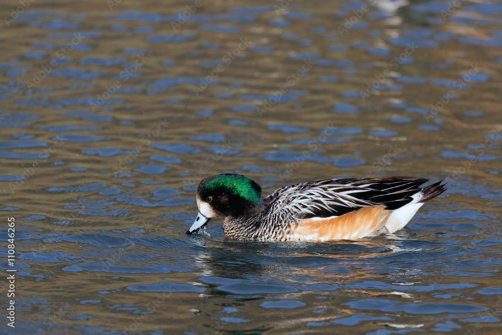 Fototapeta premium Chiloe Wigeon anas sibilatrix