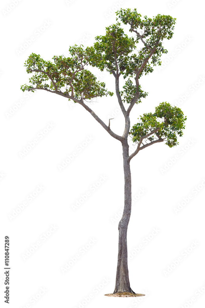 Tree isolated on white background Tree isolated on white background