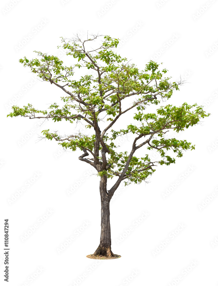 Tree isolated on white background Tree isolated on white background