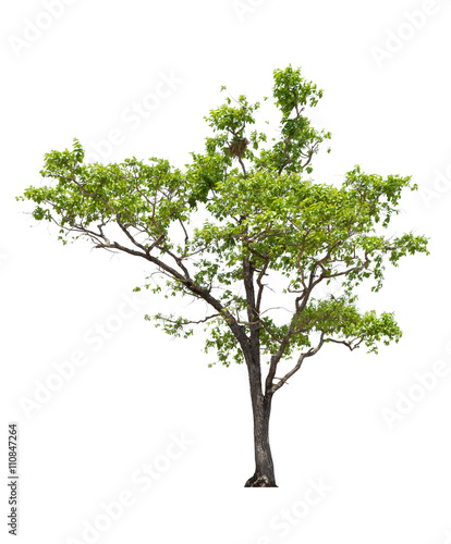 Tree isolated on white background