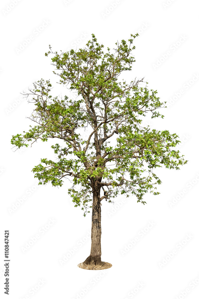 Tree isolated on white background