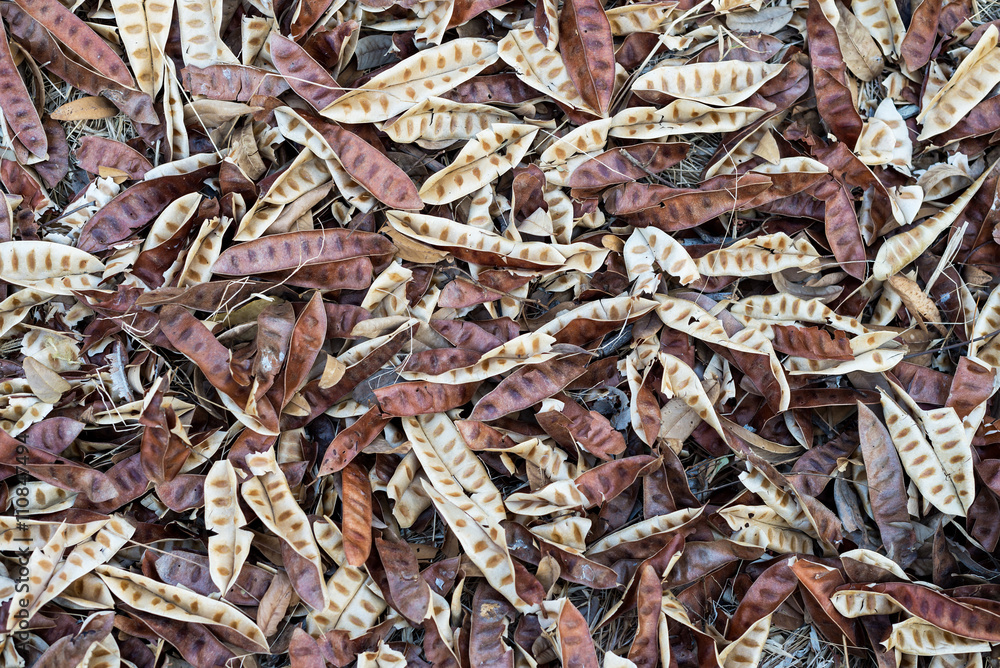 Leucaena leucocephala On the floor Leucaena leucocephala On the floor