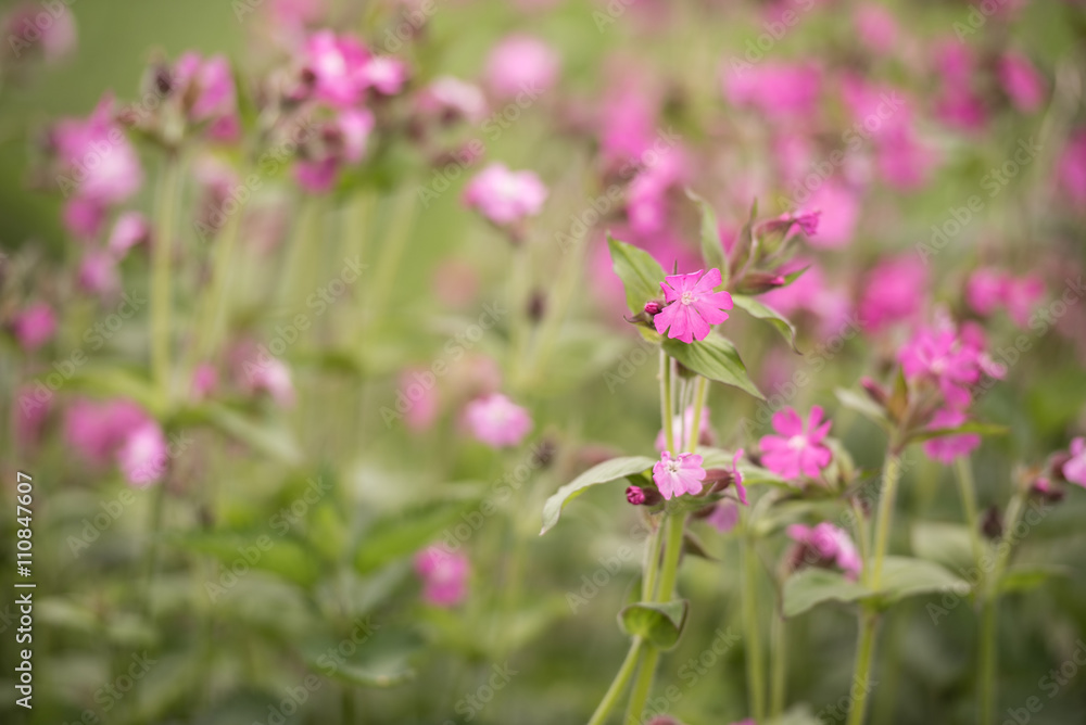 lila Lichtnelke vor zartem grünen Hintergrund auf einer Wiese am Waldrand - Silene dioica lila Lichtnelke vor zartem grünen Hintergrund auf einer Wiese am Waldrand - Silene dioica