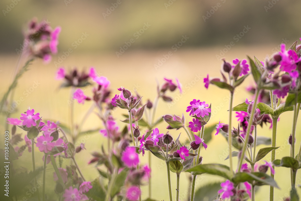 Fototapeta premium lila Lichtnelke vor zartem grünen Hintergrund auf einer Wiese am Waldrand - Silene dioica