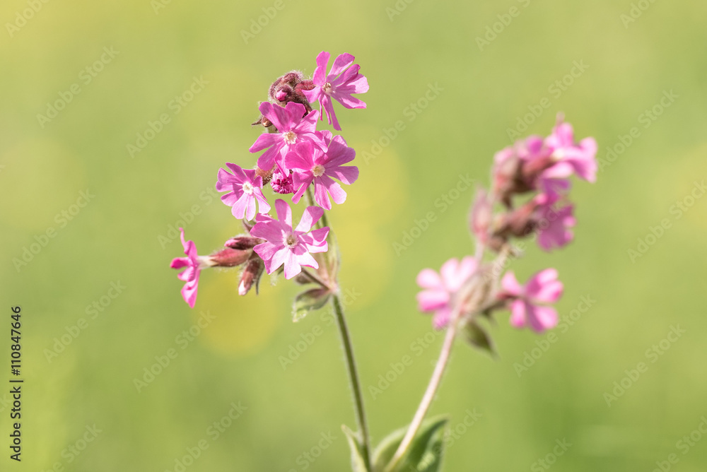 lila Lichtnelke vor zartem grünen Hintergrund auf einer Wiese am Waldrand - Silene dioica lila Lichtnelke vor zartem grünen Hintergrund auf einer Wiese am Waldrand - Silene dioica