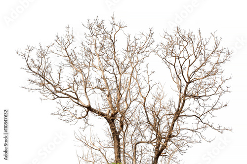 Wallpaper Mural dry tree isolated on white background Torontodigital.ca