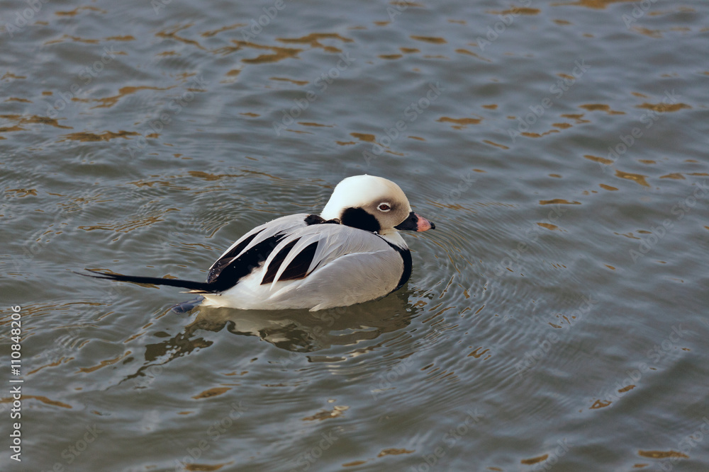 Fototapeta premium Long-tailed Duck or Oldsquaw clangula hyemalis