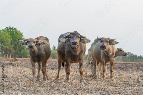 Fototapeta Naklejka Na Ścianę i Meble -  Asian buffalo in countryside Thailand