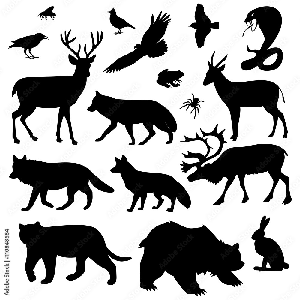 wild animals pictures wild animals pictures