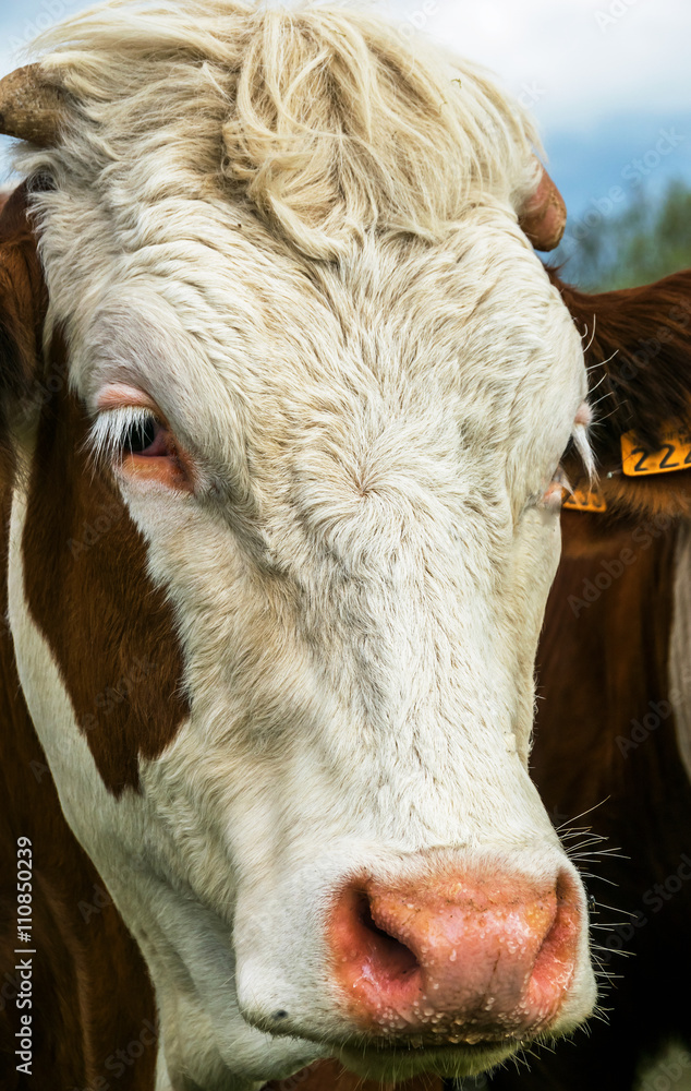 Portrait de vache Portrait de vache