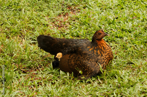 A hen with little chick resting on green grass field. Little chick is hiding under the hen's wing.