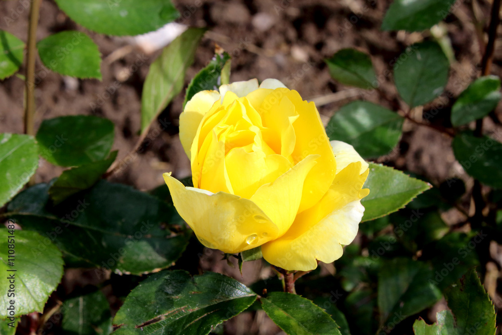 yellow rose