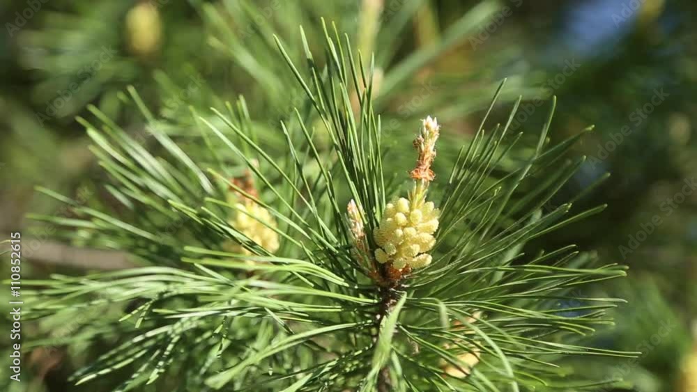 Young growing cone on the pine, branches sway in the wind
Young growing cone on the pine, branches sway in the wind