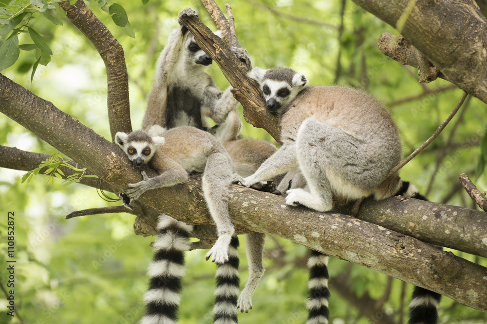Obraz premium ring-tailed lemur with family