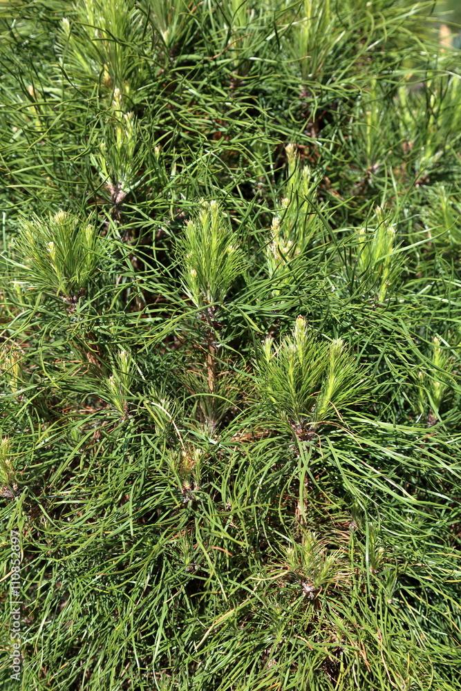 Rich textured leaves of evergreen coniferous tree Rich textured leaves of evergreen coniferous tree