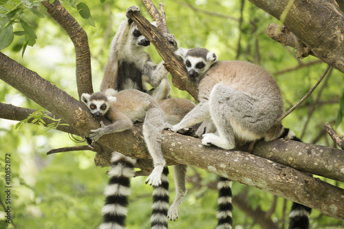 Fototapeta Naklejka Na Ścianę i Meble -  ring-tailed lemur with family