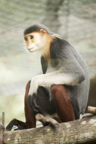 Red-shanked douc langur on the tree