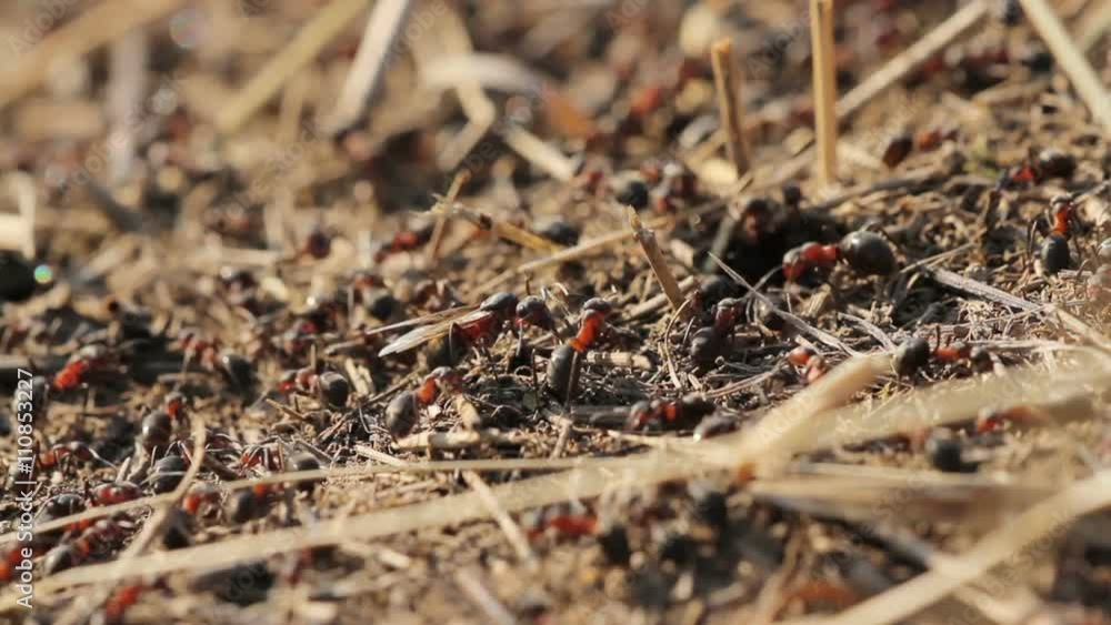 Ants on anthill in spring Ants on anthill in spring