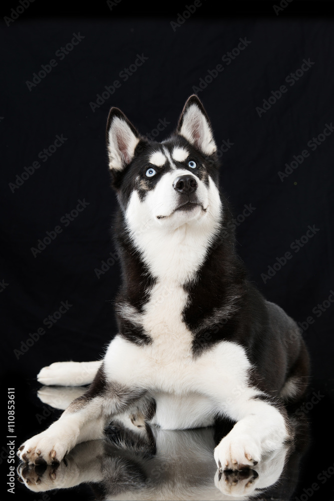 Siberian Husky Siberian Husky