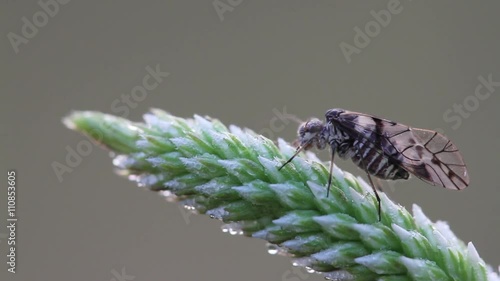 Barklice Insects seen with big magnification, psocoptera photo