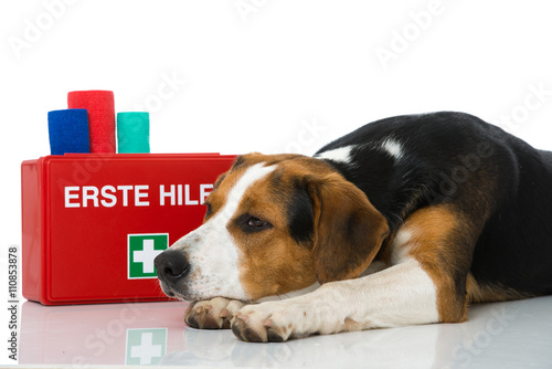Fototapeta Naklejka Na Ścianę i Meble -  Hund mit Erste Hilfe Set