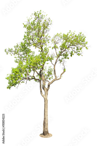 Isolated Tree on white background  Tree object element for desig