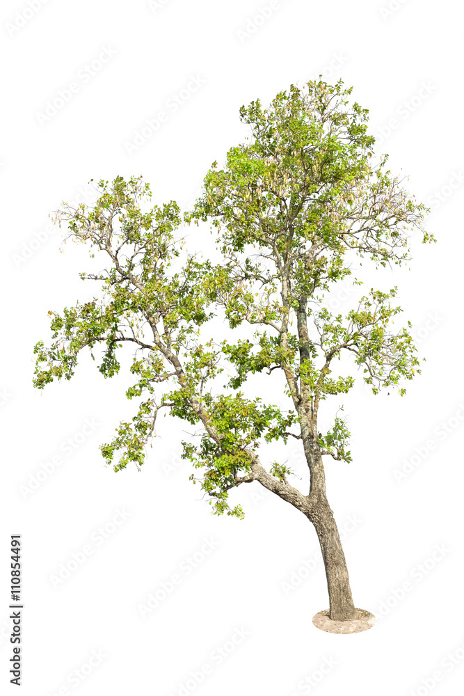 Isolated Tree on white background, Tree object element for desig