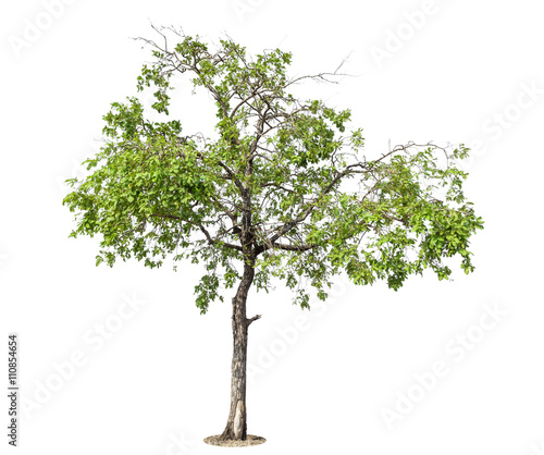 Tree, Isolated Tree on white background, Tree object element for