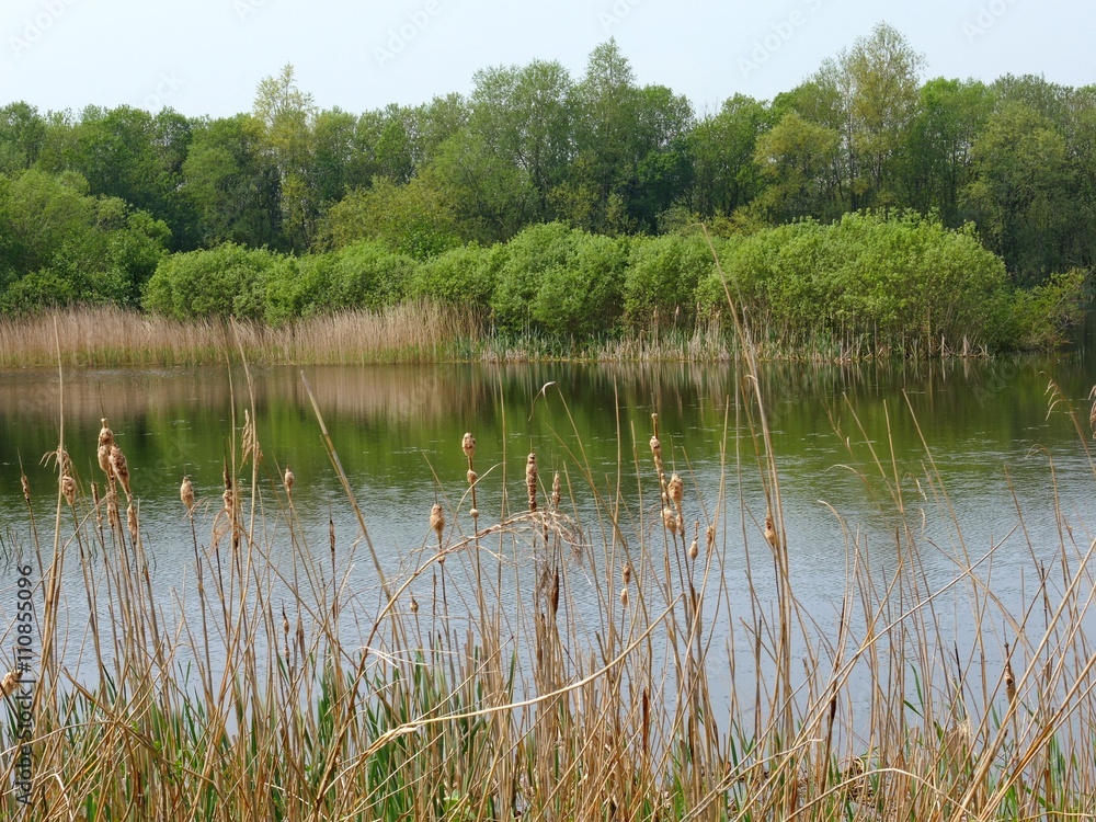 Obraz premium Nature reserve at Shapwick Heath in Somerset, England.
