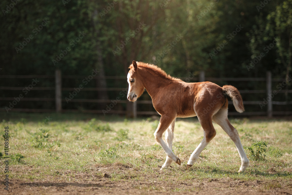 A pretty foal stands in a Summer paddock A pretty foal stands in a Summer paddock