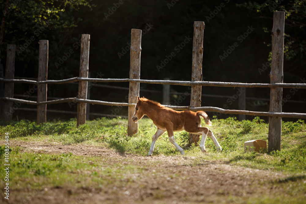 A pretty foal stands in a Summer paddock A pretty foal stands in a Summer paddock