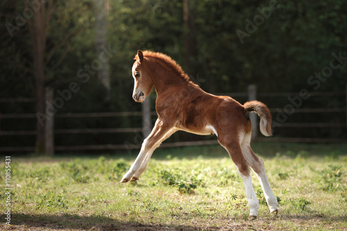 Canvas Print A pretty foal stands in a Summer paddock