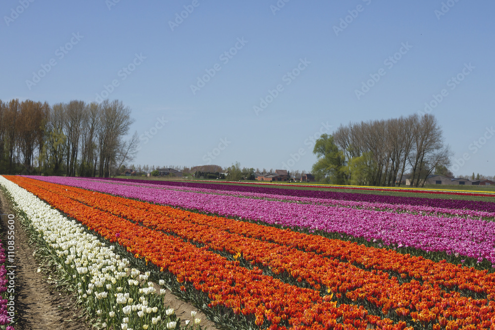 tulips fields