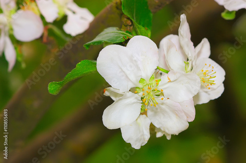 white flowers of apple tree blooming on branch