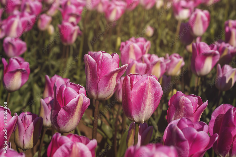 pink tulips in a field