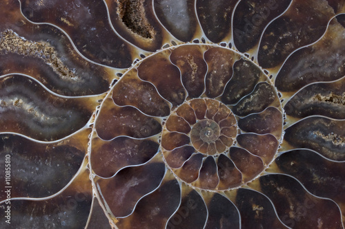 fossil shell macro texture