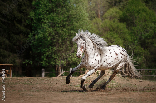 knabstrup appaloosa horse trotting in a meadow