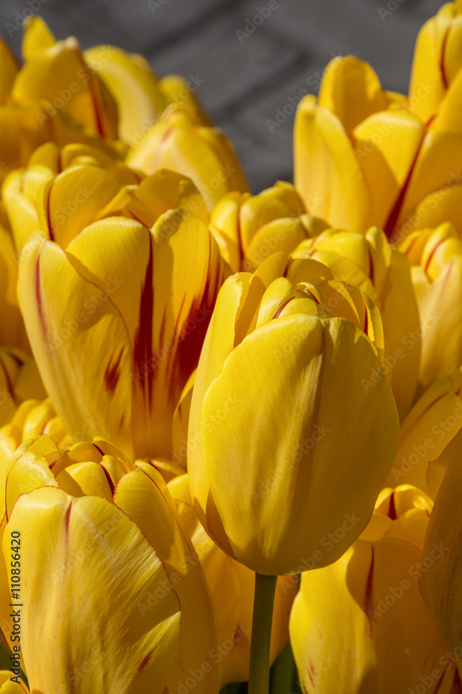 Several big yellow tulips with pavement as background Several big yellow tulips with pavement as background